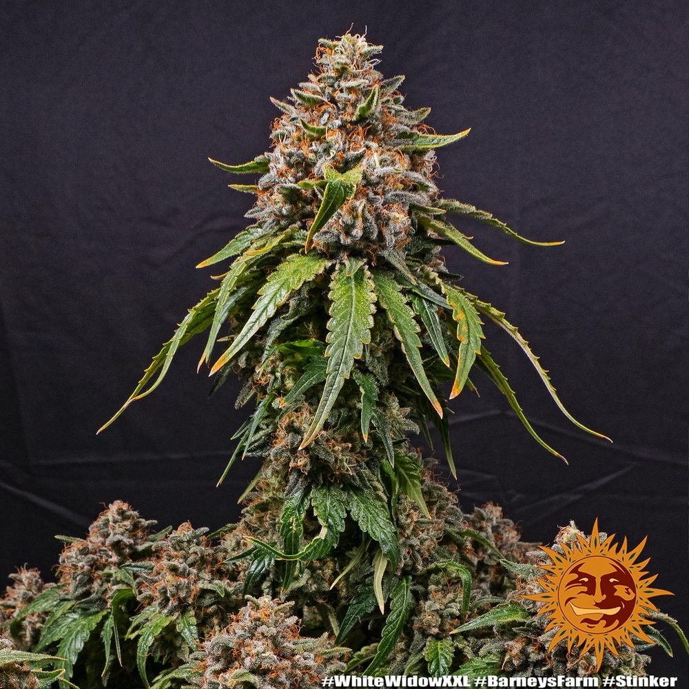 Barneys Farm White Widow XXL 2