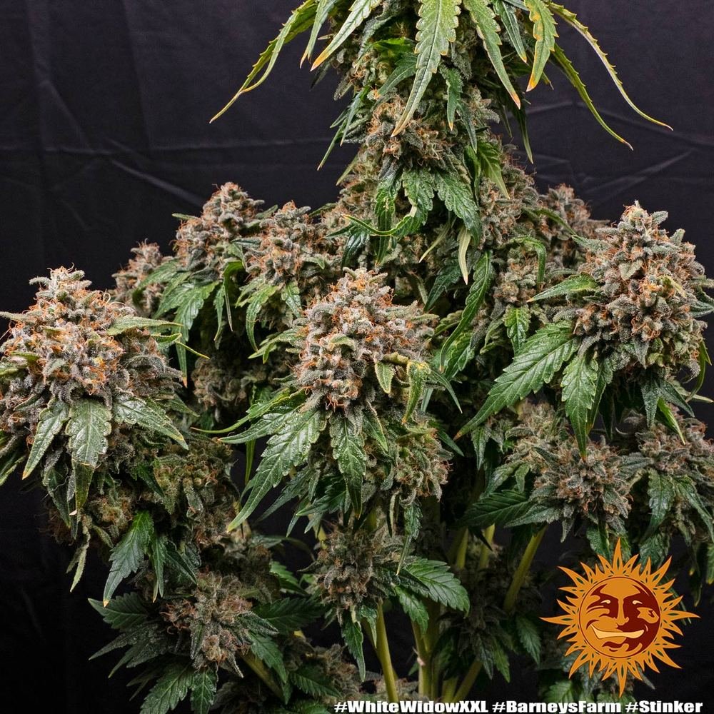 Barneys Farm White Widow XXL 3