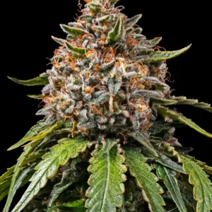 Barneys Farm White Widow XXL 3er Pack + 3er Giftpack Gratis dazu
