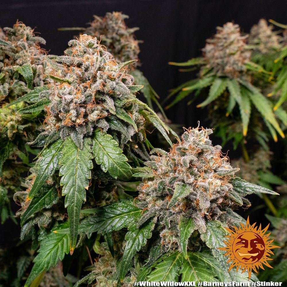 Barneys Farm White Widow XXL 5