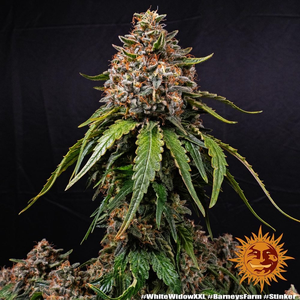 Barneys Farm White Widow XXL 6