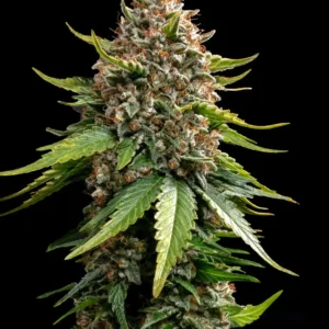 Barneys Farm White Widow XXL Auto 3er Pack + 3er Giftpack Gratis dazu