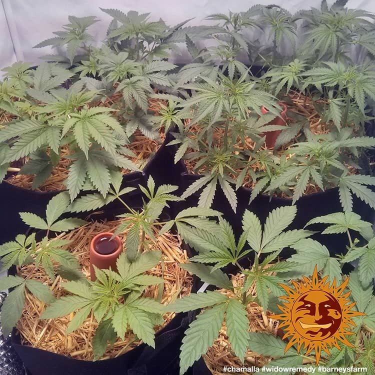 Barneys Farm Widow Remedy Regular 2