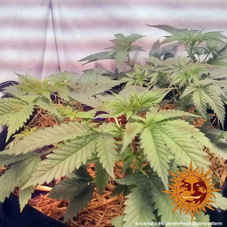 Barneys Farm Widow Remedy Regular 3