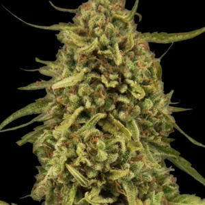 Barneys Farm Widow Remedy Regular – 10 Samen