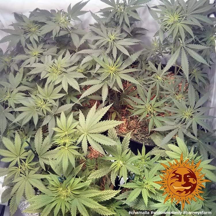 Barneys Farm Widow Remedy Regular 6
