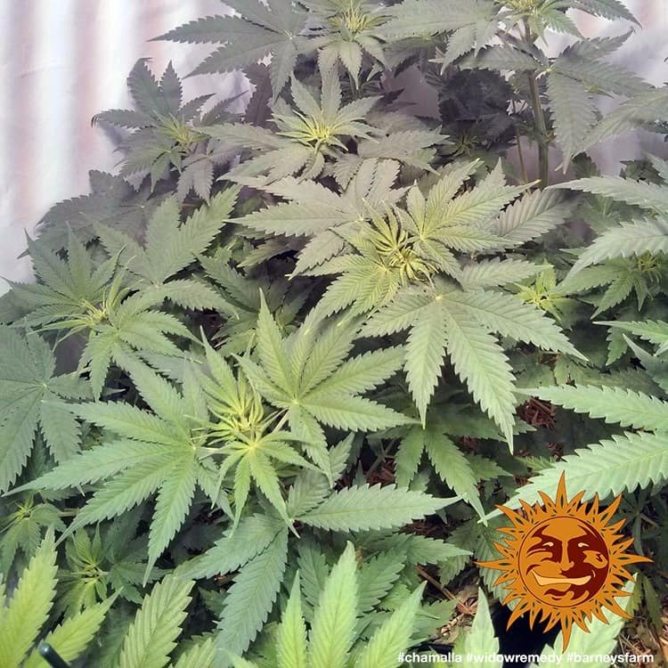 Barneys Farm Widow Remedy Regular 7