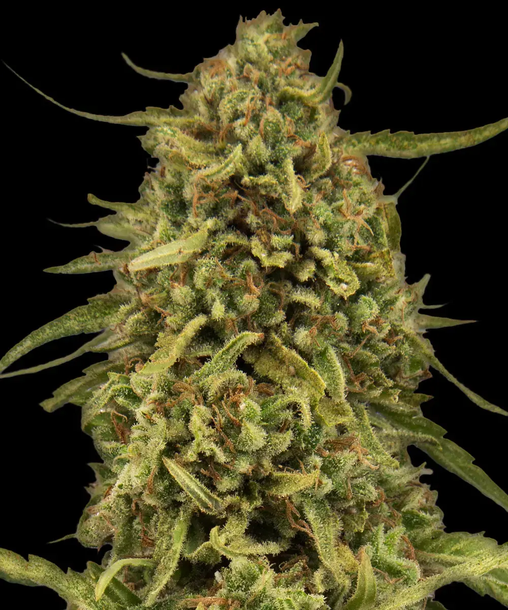Barneys Farm Widow Remedy Regular