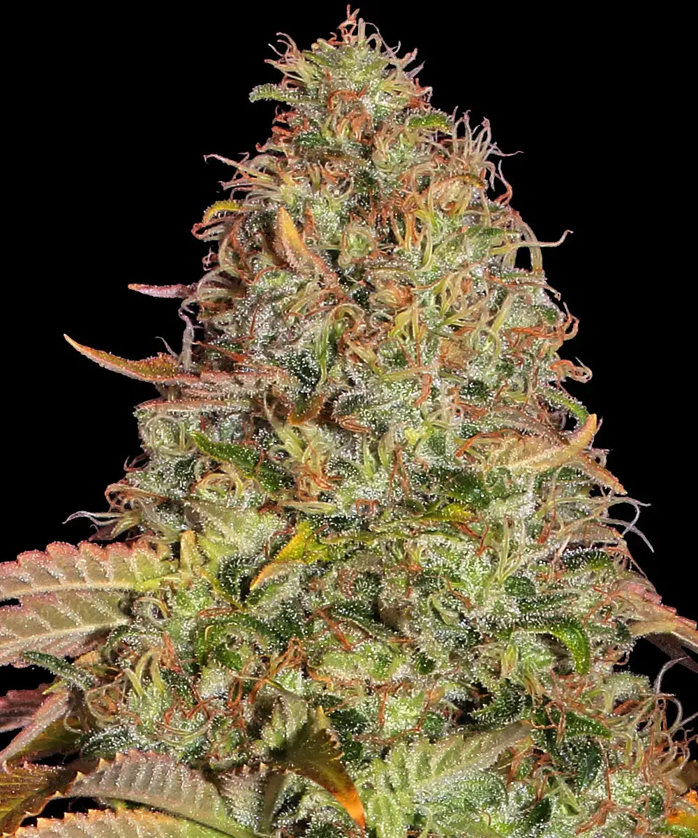 Barneys Farm Zkittlez OG Auto