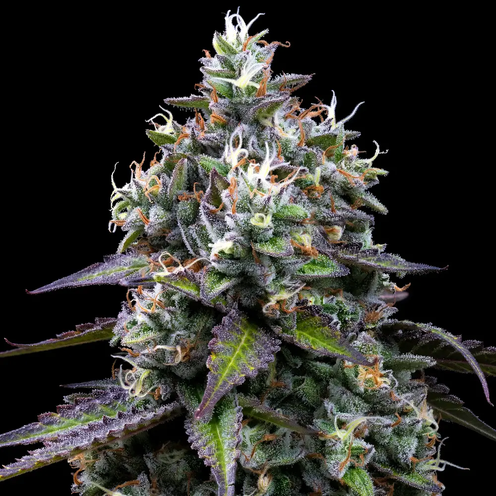 Barneys Farm Zoap 5