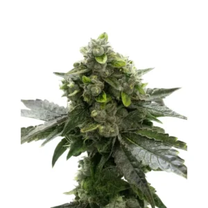 Black Domina Auto
