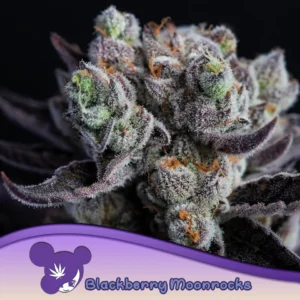 Anesia Seeds Blackberry Moonrocks – 3 Samen