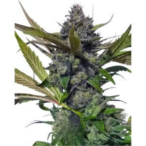 Blueberry Auto