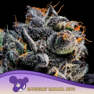 Anesia Seeds Blueberry Banana Auto – 3 Samen
