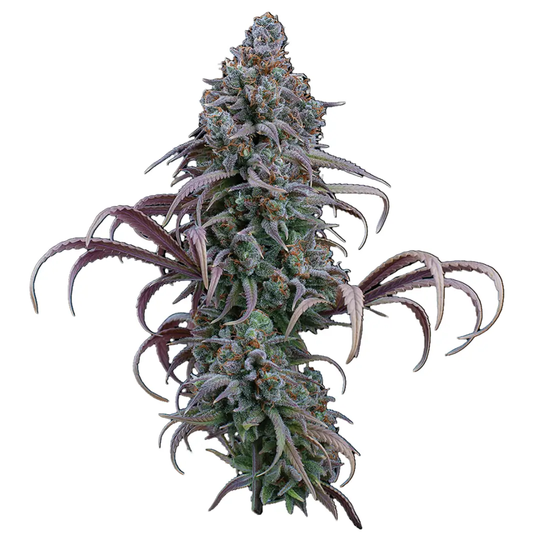 Brothers Grimm Seeds Rosetta Stone