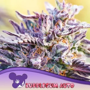 Anesia Seeds Bubble Gum Auto – 3 Stück