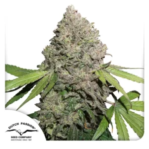 Dutch Passion CBD Charlotte’s Angel Feminisiert 3er Pack