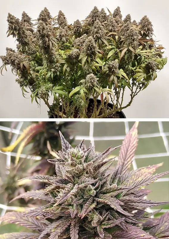 CBD Charlottes Angel Dutch Passion Seed company v2C