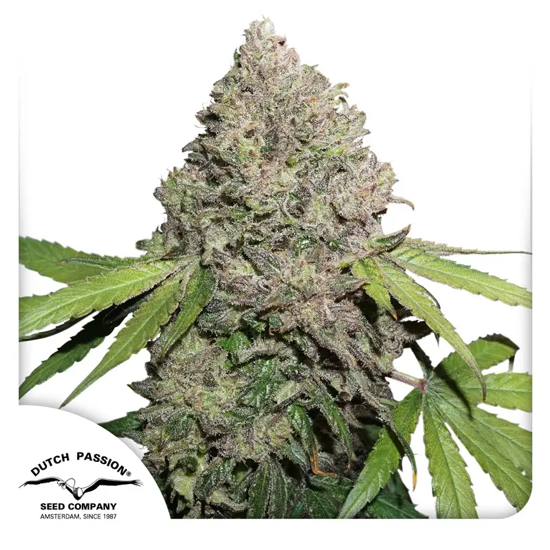 CBD Charlottes Angel Dutch Passion Seed company