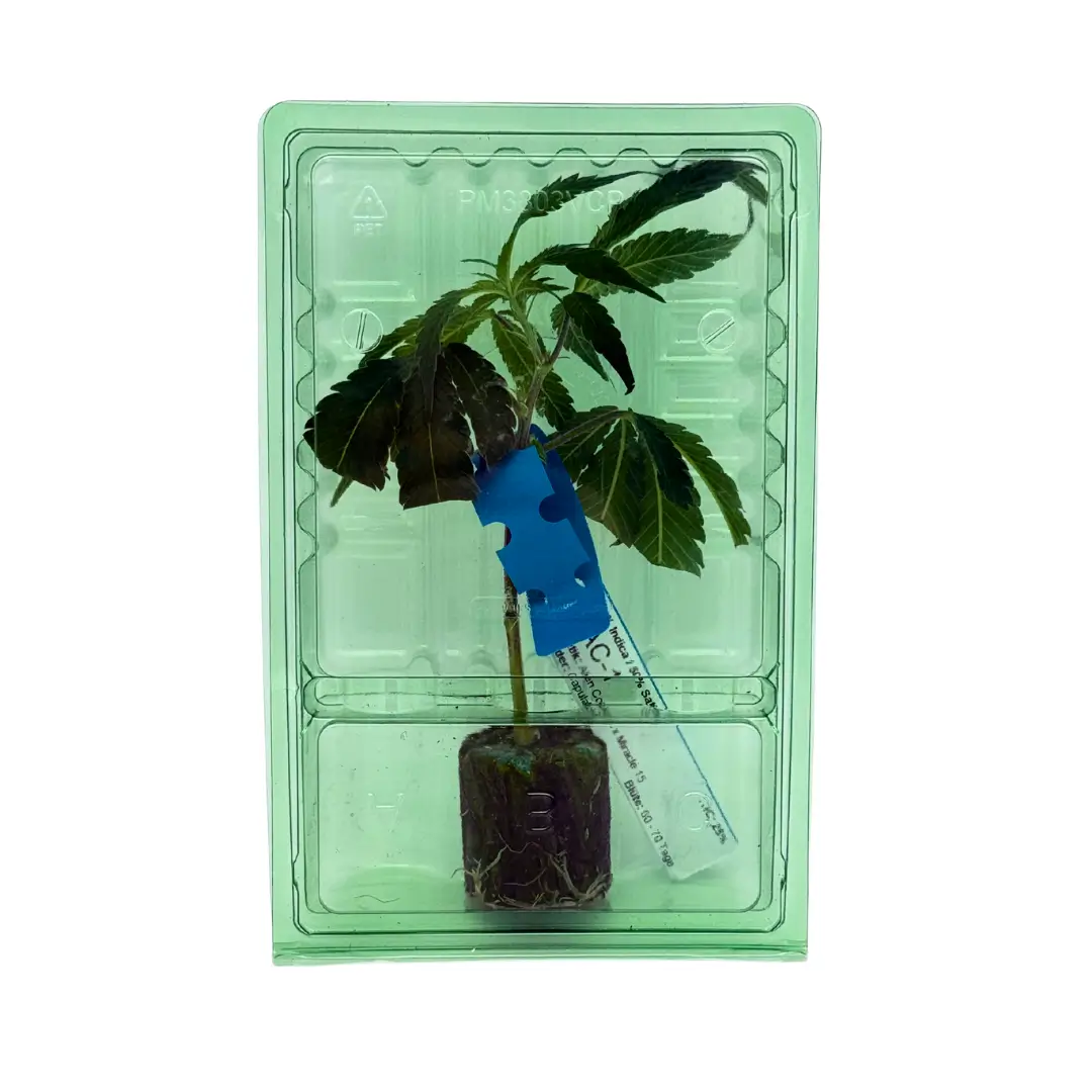 Cannabis Stecklinge Hanfstecklinge 1er Tray