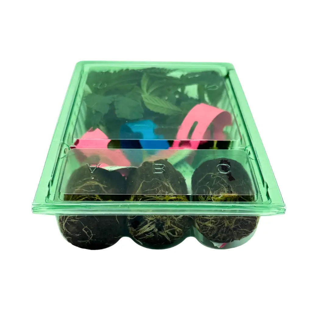 Cannabis Stecklinge Hanfstecklinge 3er Tray mit Bewurzelung