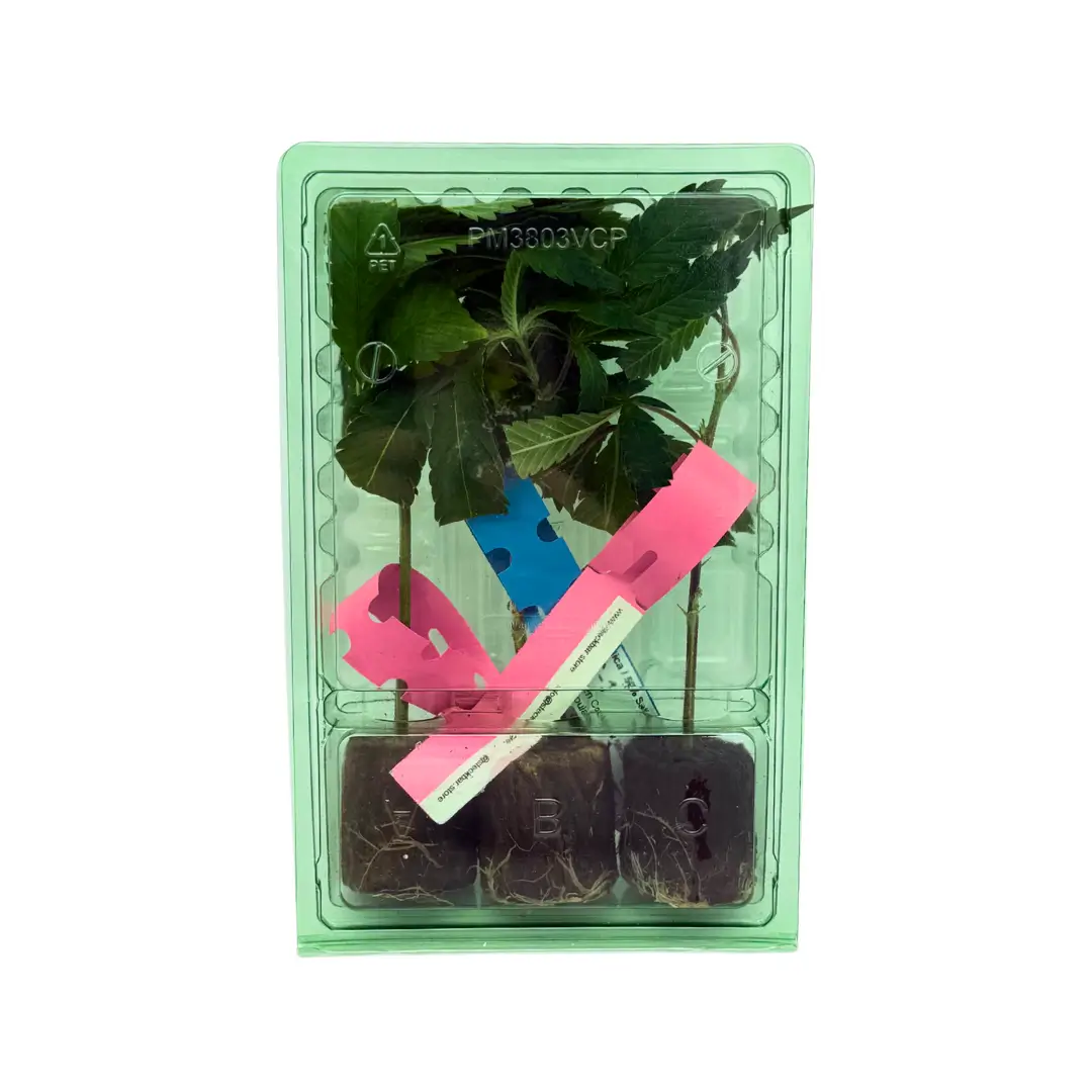 Cannabis Stecklinge Hanfstecklinge 3er Tray
