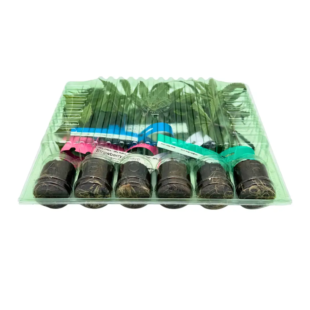 Cannabis Stecklinge Hanfstecklinge 6er Tray mit Bewurzelung