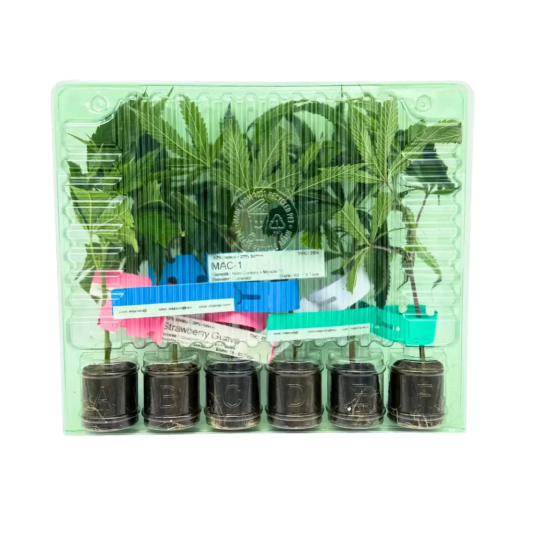 Cannabis Stecklinge Hanfstecklinge 6er Tray