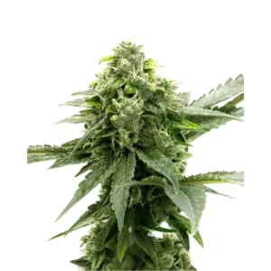 Critical Auto