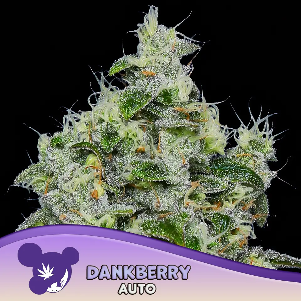 Dankberry Auto 960x960