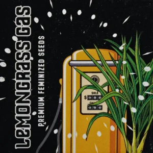 Doja Lemongrass Gas – 6 Stück