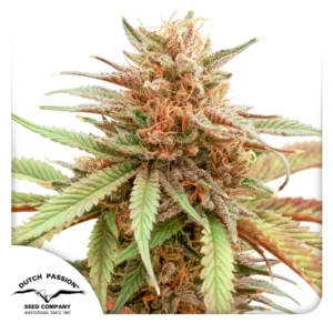 Dutch Passion Durban Dew – 3 Samen