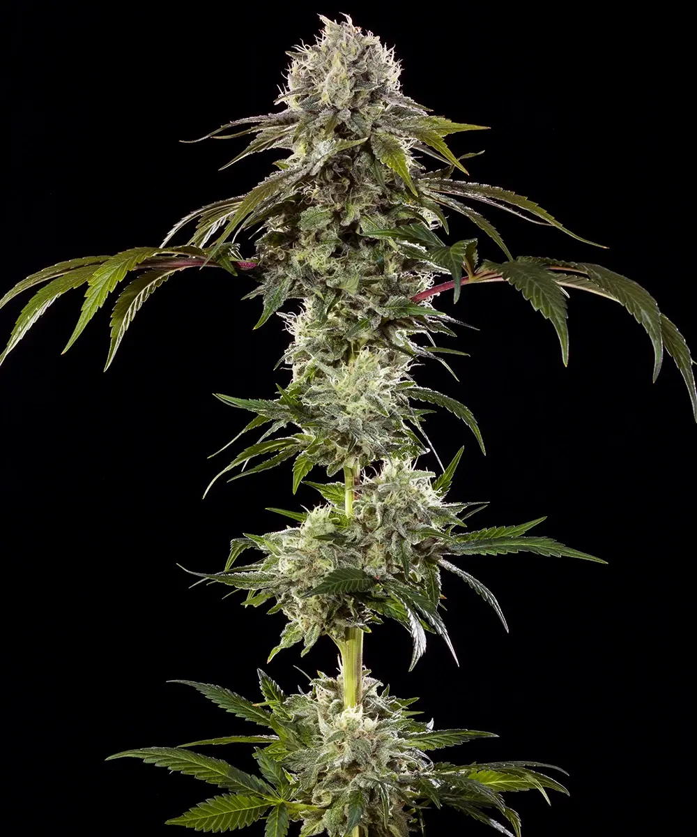 Barneys Farm Durban Poison F1 3er Packung + 3er Gift Pack gratis dazu – Bild 2