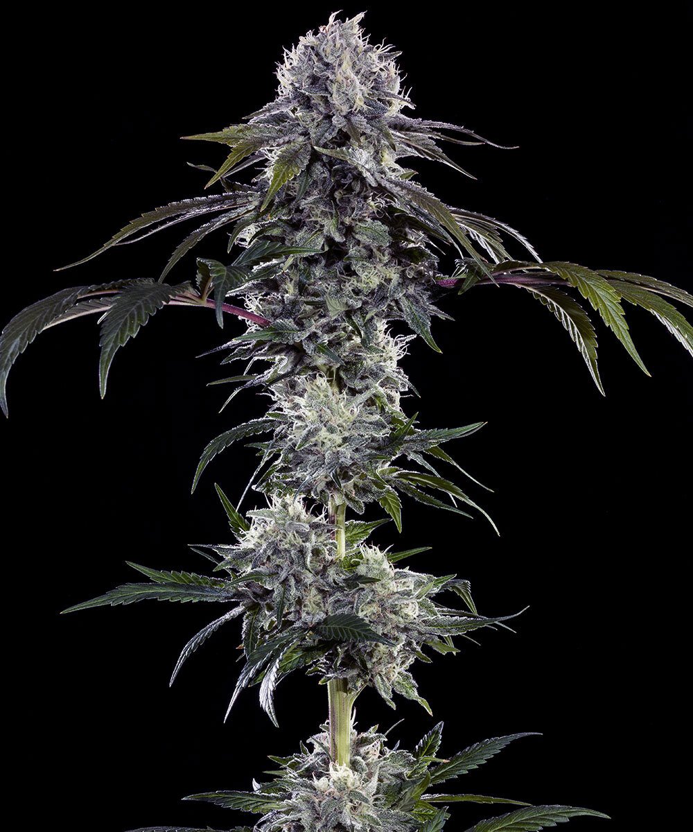 Barneys Farm Durban Poison F1 3er Packung + 3er Gift Pack gratis dazu – Bild 3