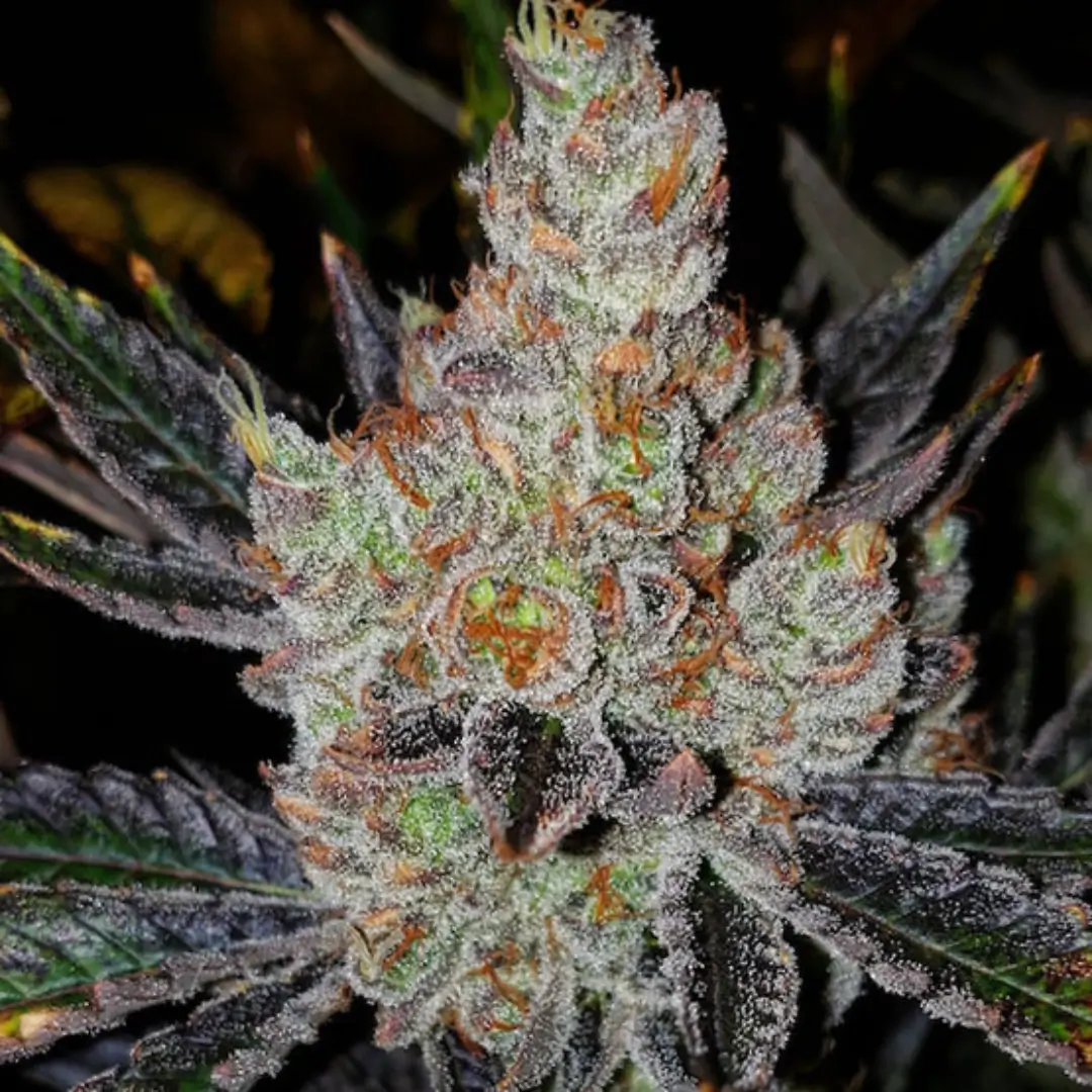 Ethos Genetics 10th Planet R1
