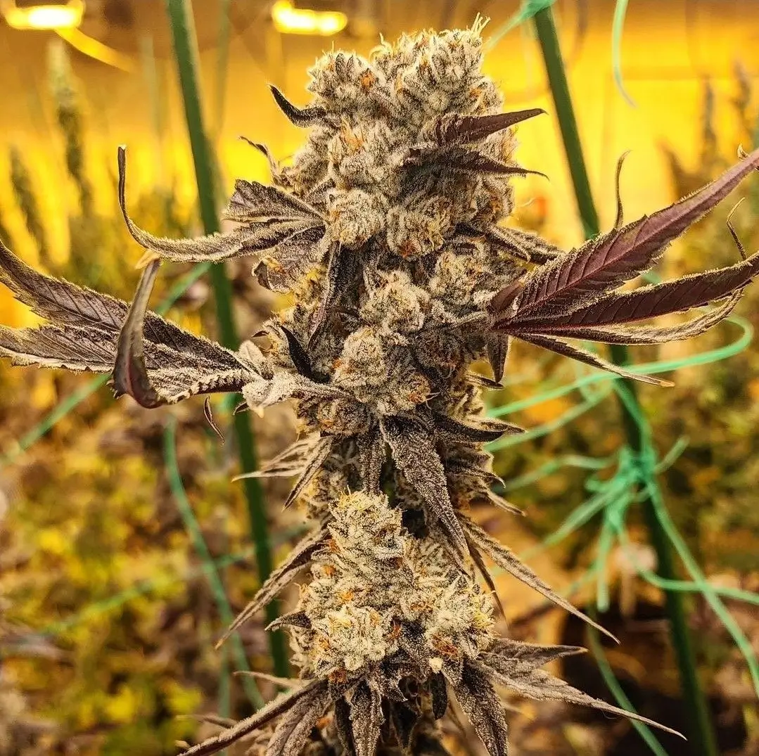 Ethos Genetics Dip N Stax RBX1
