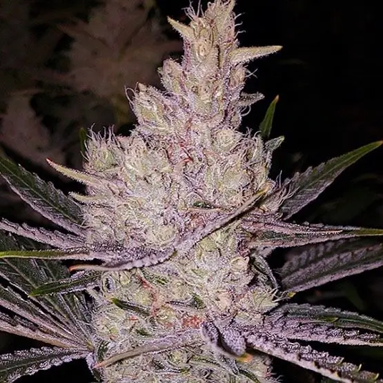 Ethos Genetics Orange Kush Cake R1