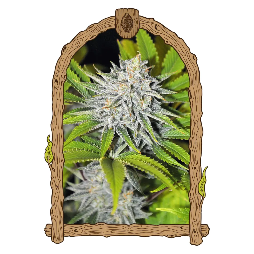 Exotic Seed Hippieberry