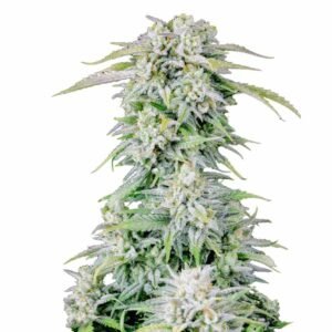 Fast Buds Afghan Kush Auto