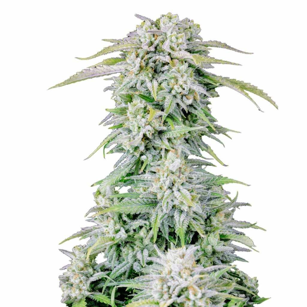Fast Buds Afghan Kush Auto 2