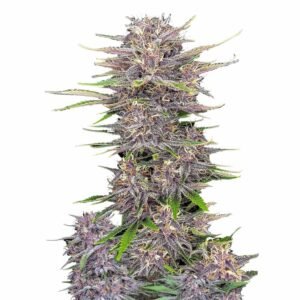 Fast Buds Banana Purple Punch Auto 3er Pack