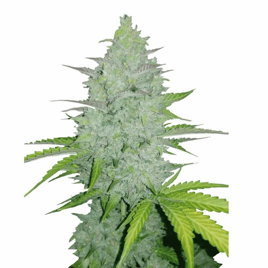 Fast Buds Cheese Auto