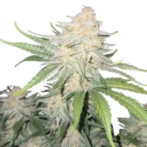 Fast Buds Frost Banger Auto – 3er Packung