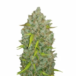 Fast Buds Original Bubblegum Auto 3er Pack