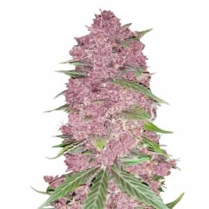 Fast Buds Purple Lemonade Auto 3er Pack