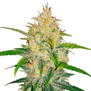 Fast Buds Zkittlez Auto (Z Auto) 3er Pack