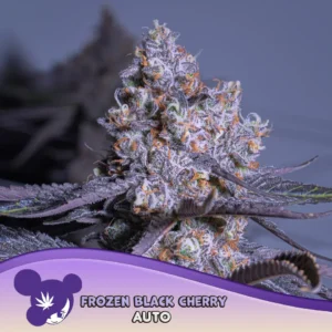 Anesia Seeds Frozen Black Cherry Auto – 3 Samen