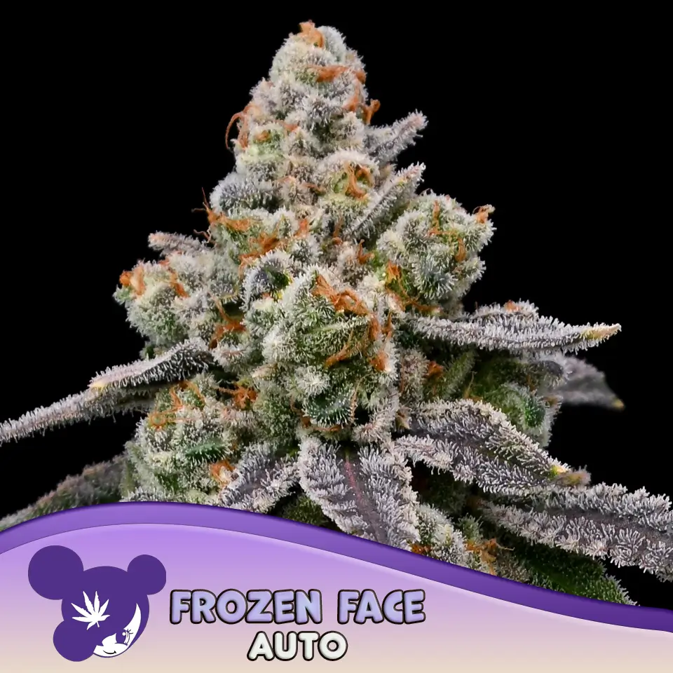 Frozen Face Auto 960x960