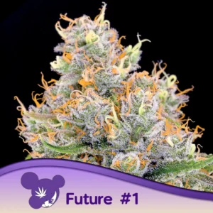 Anesia Seeds Future #1® – 3 Samen