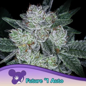 Anesia Seeds Auto Future #1 – 3 Samen